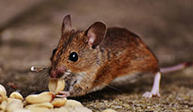 24 Hour & Emergency Exterminators in HS, AR